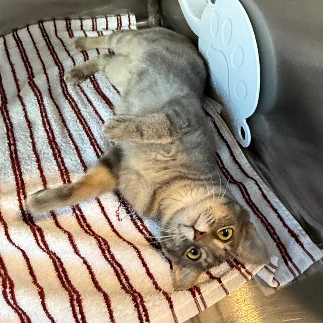 Cherish is at Petsmart GJ, a Adoptable Domestic Short Hair in Cedaredge, CO image 6/6