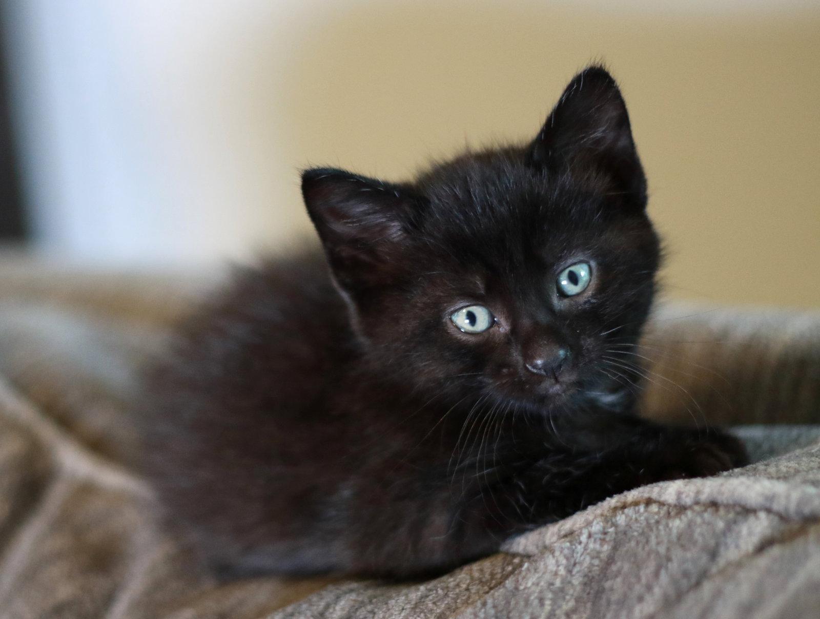 Enlarge Bean, a Adopted Domestic Short Hair in Mankato, MN image 1/3
