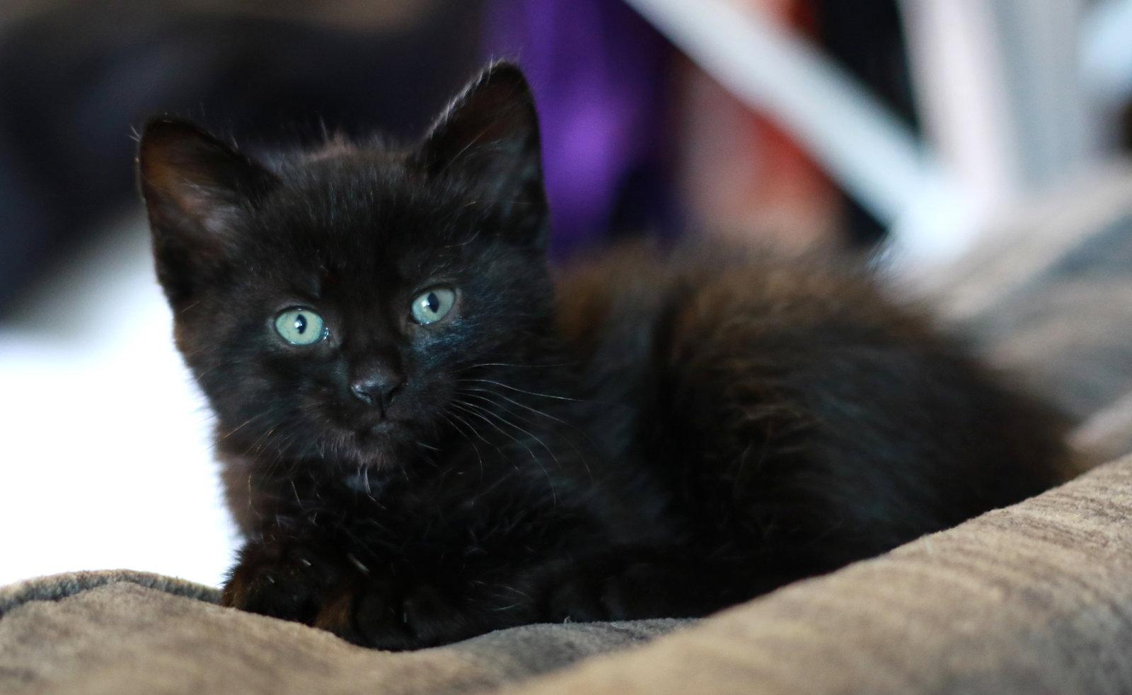 Enlarge Bean, a Adopted Domestic Short Hair in Mankato, MN image 2/3