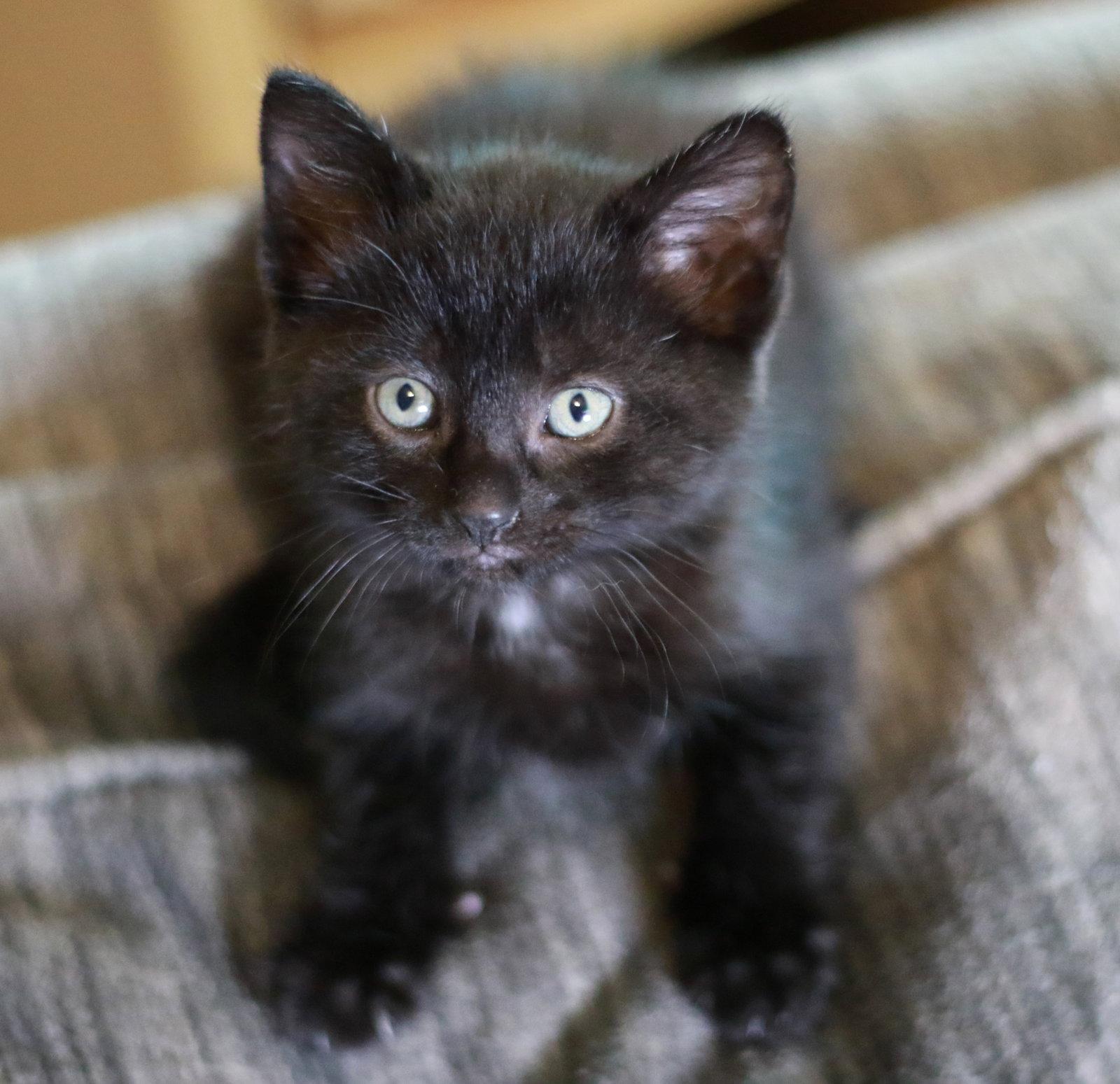 Enlarge Bean, a Adopted Domestic Short Hair in Mankato, MN image 3/3