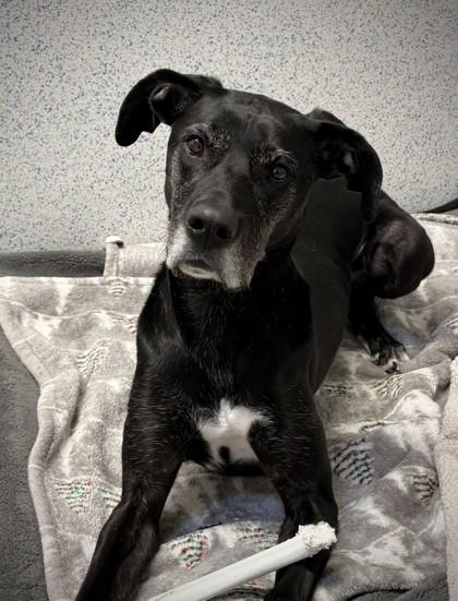 Holly, Adoptable, Adult Female Great Dane & Mixed Breed.