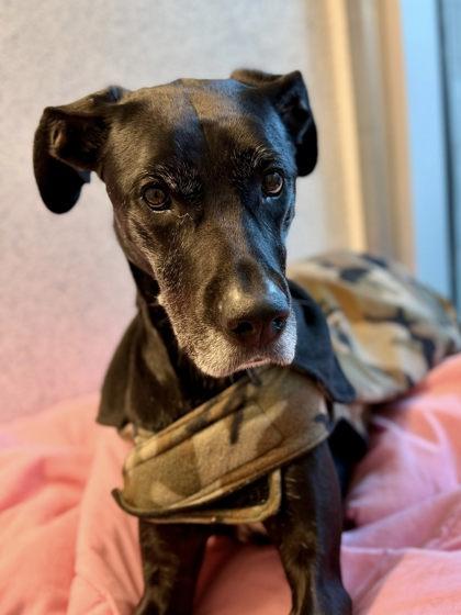 Holly, Adoptable, Adult Female Great Dane & Mixed Breed.