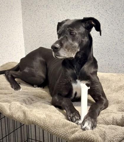 Enlarge Holly, a Adoptable mixed breed in Roseville, CA image 2/3