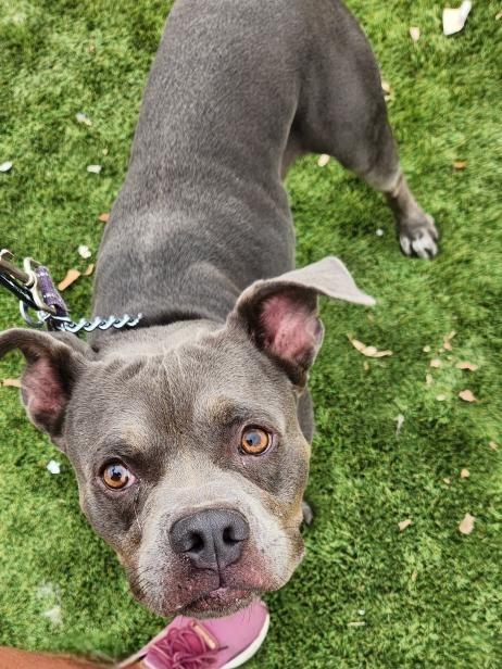 Glen - Adopt Me!, Adoptable, Adult Male American Staffordshire Terrier.