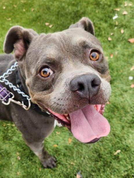 Glen - Adopt Me!, a Adoptable mixed breed in Lake Forest, CA image 2/6