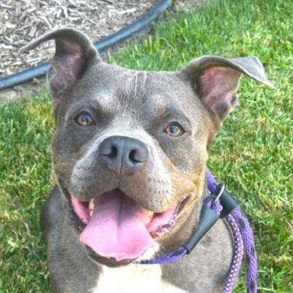 Glen - Adopt Me!, a Adoptable mixed breed in Lake Forest, CA image 3/6