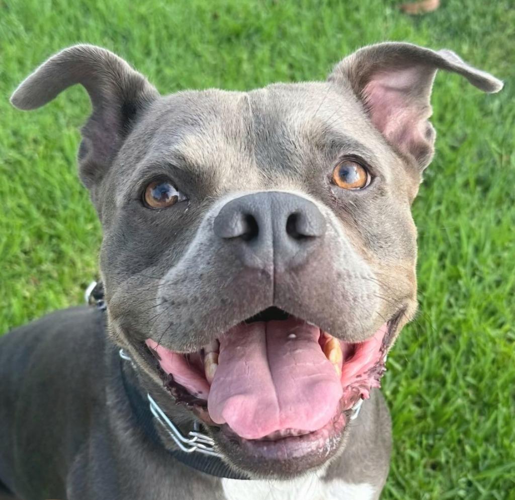 Glen - Adopt Me!, a Adoptable mixed breed in Lake Forest, CA image 4/6