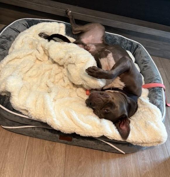 Glen - Adopt Me!, a Adoptable mixed breed in Lake Forest, CA image 5/6