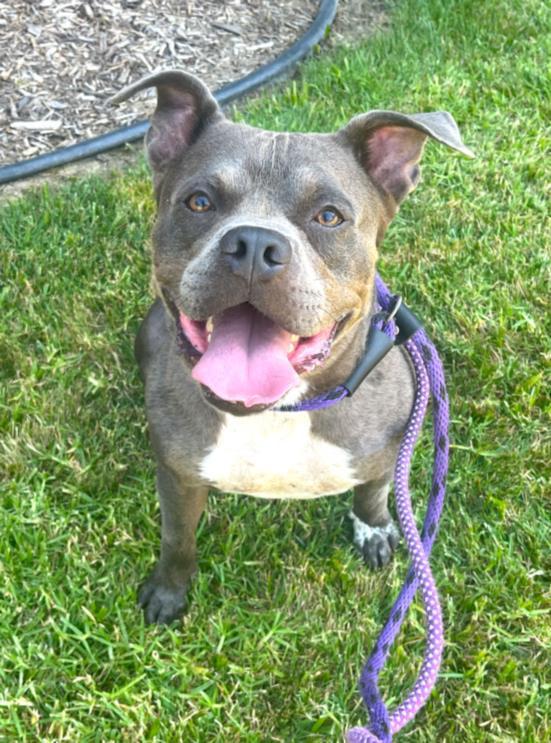 Glen - Adopt Me!, a Adoptable mixed breed in Lake Forest, CA image 6/6