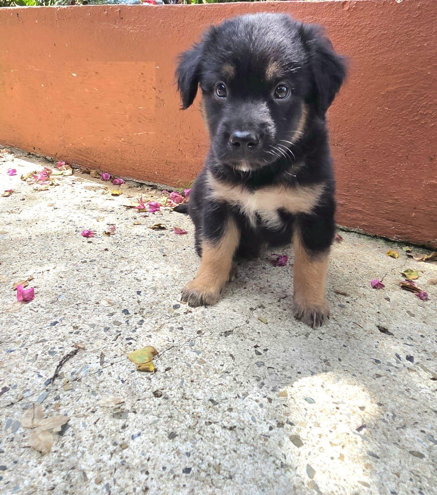 Clay, adopted, Puppy Male Retriever.