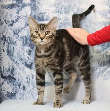 Associate Degree — thumbnail 2