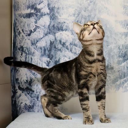 Associate Degree — thumbnail 3