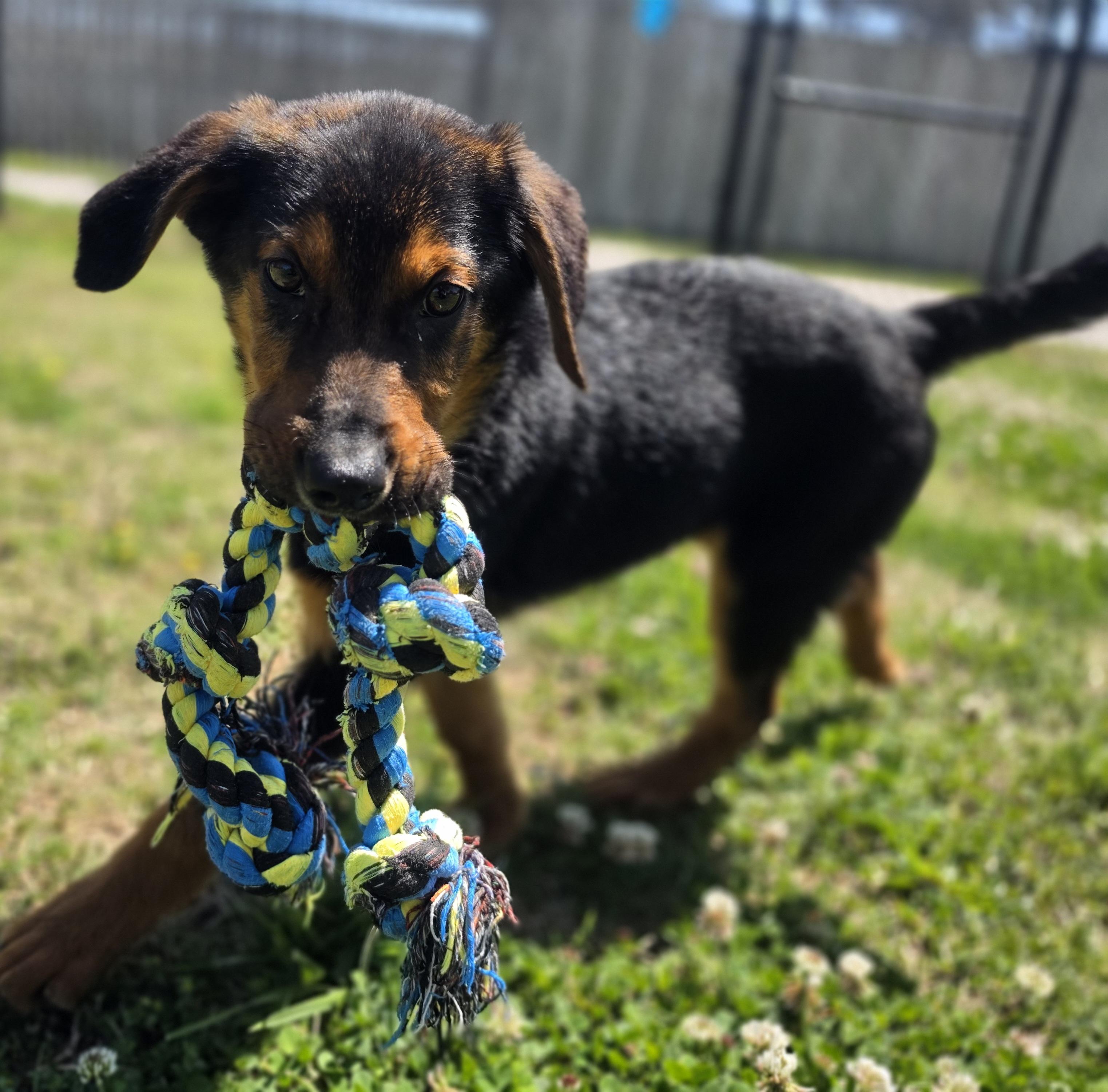 Enlarge Rumble, an adopted mixed breed in Lowell, AR image 6/6