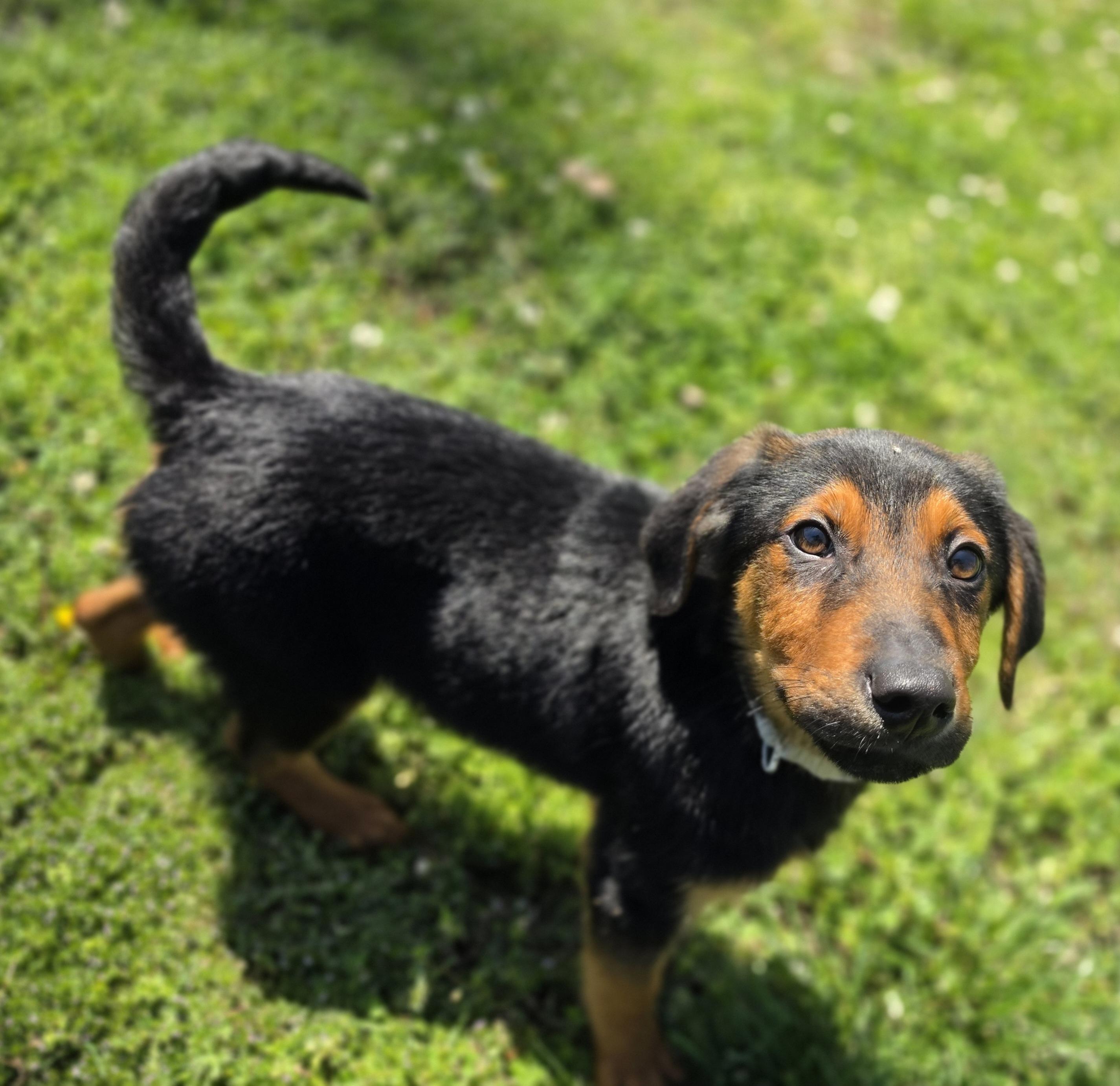 Enlarge Rumble, an adopted mixed breed in Lowell, AR image 5/6