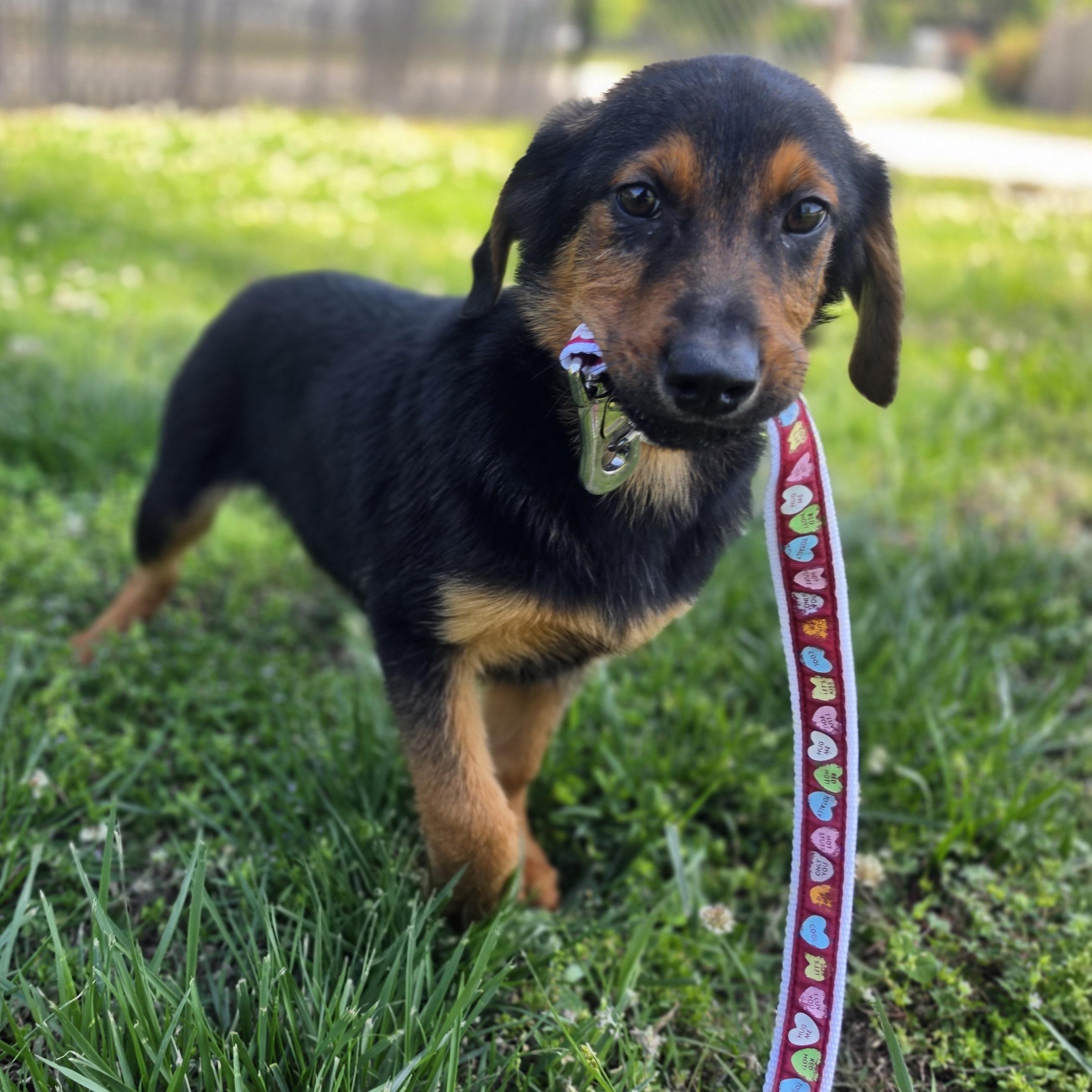 Enlarge Rumble, an adopted mixed breed in Lowell, AR image 3/6