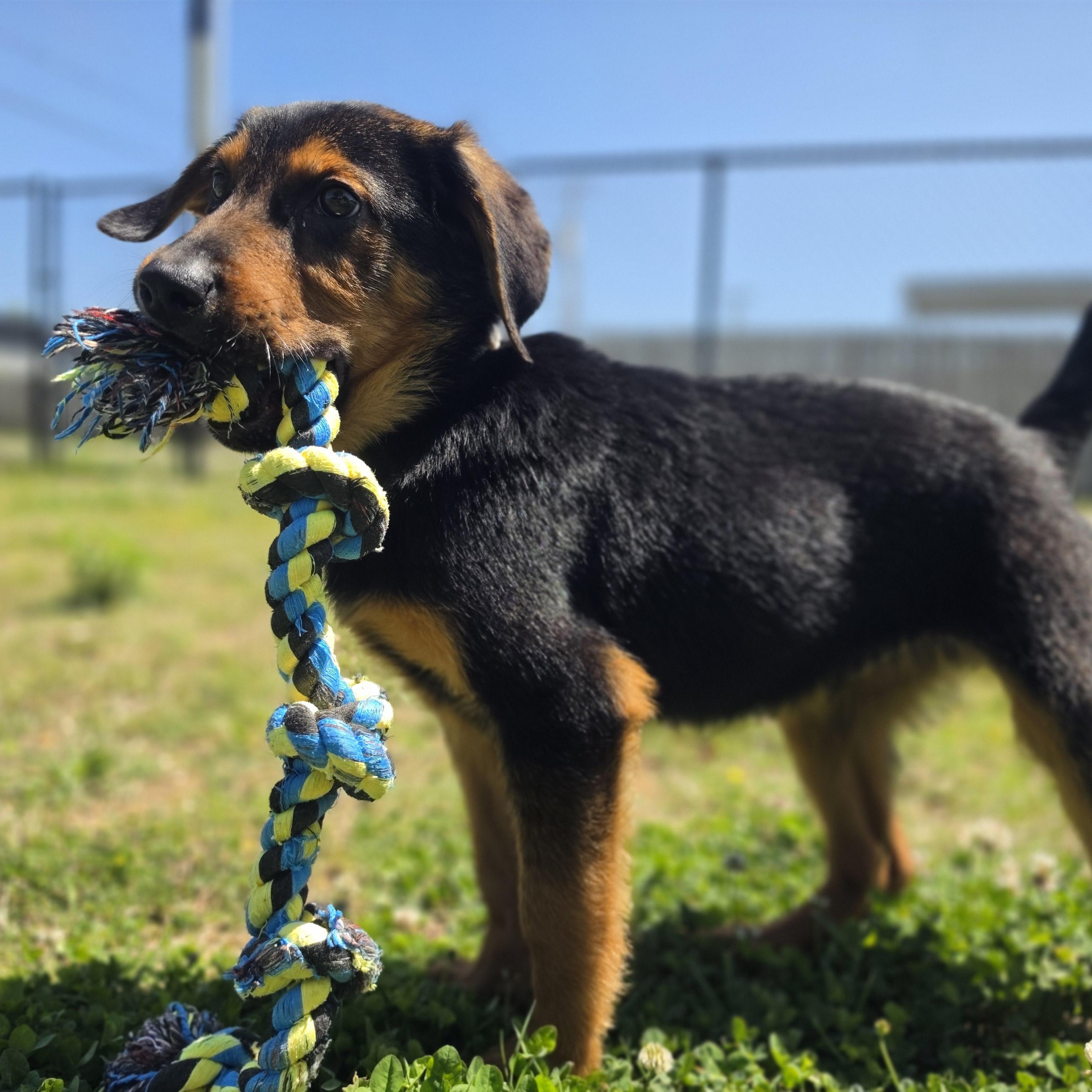 Rumble, adopted, Puppy Male German Shepherd Dog.