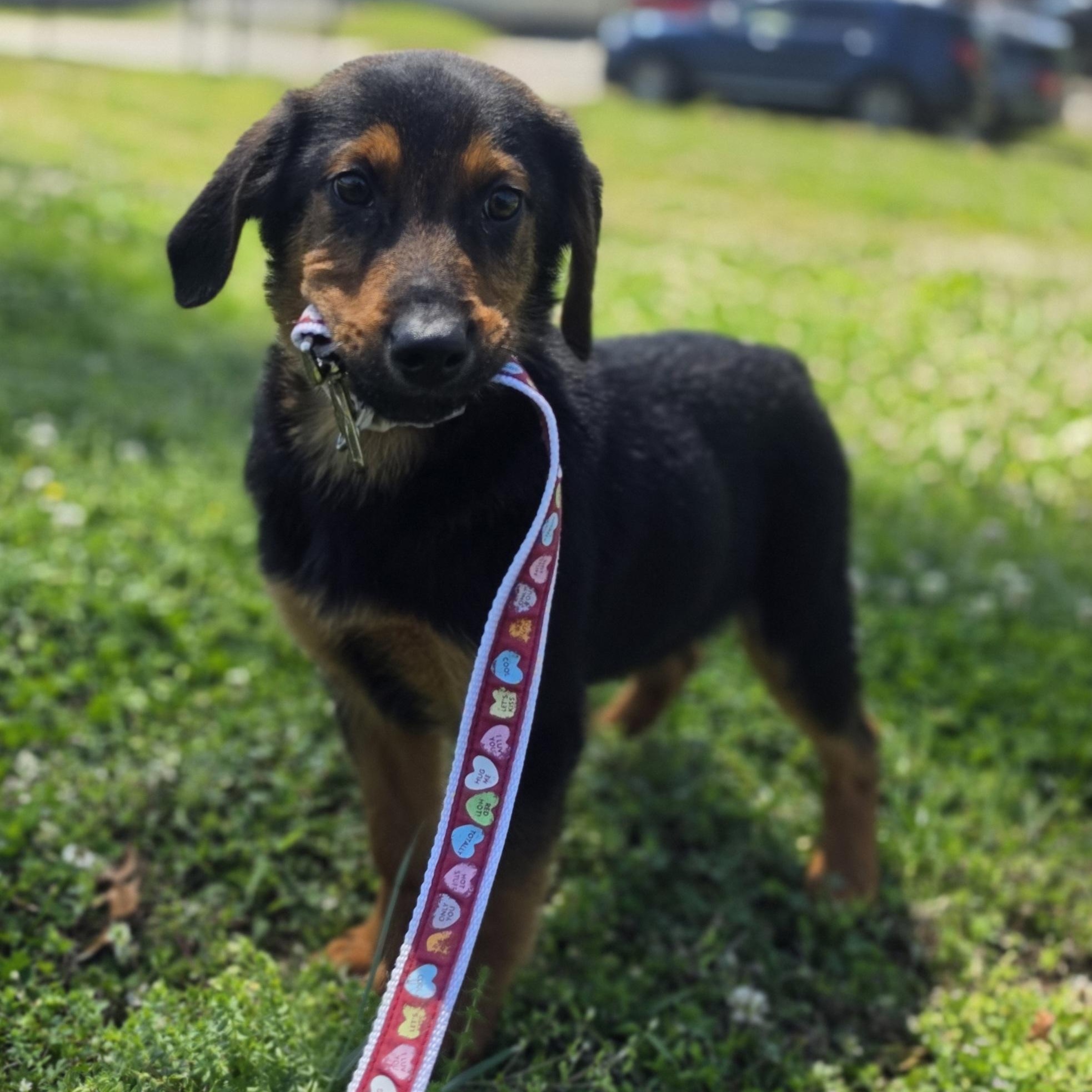 Enlarge Rumble, an adopted mixed breed in Lowell, AR image 2/6