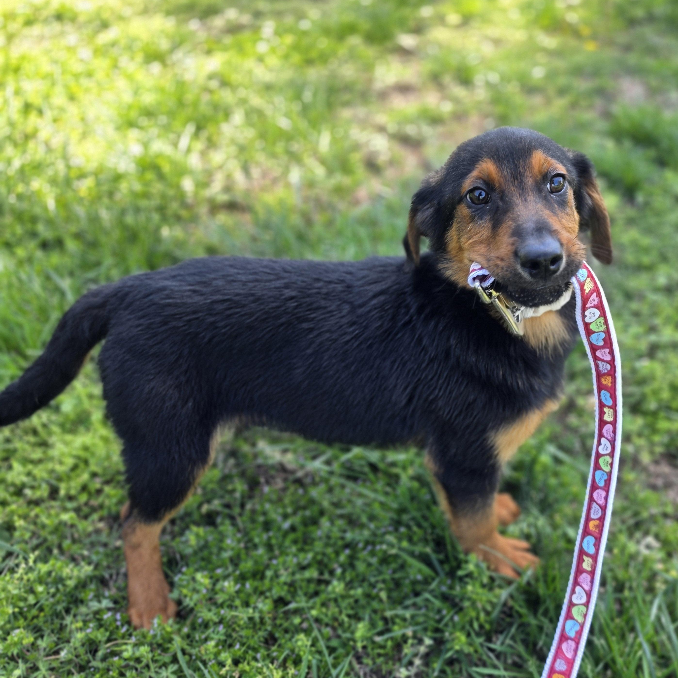 Enlarge Rumble, an adopted mixed breed in Lowell, AR image 4/6