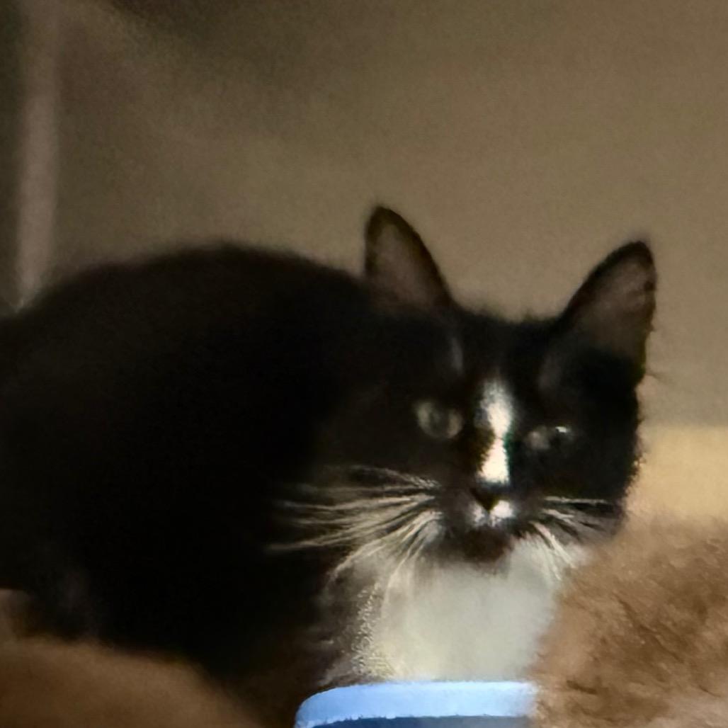 Princess, Adoptable, Adult Female Domestic Long Hair.