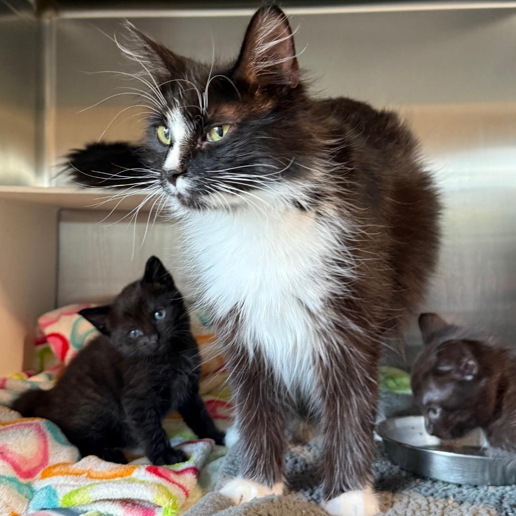 Princess, a Adoptable Domestic Long Hair in Cedaredge, CO image 2/6