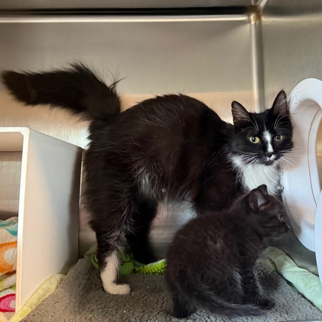 Princess, a Adoptable Domestic Long Hair in Cedaredge, CO image 3/6