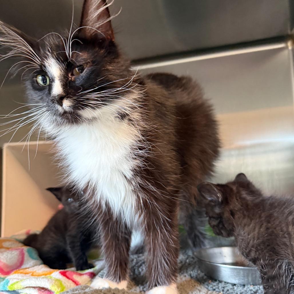 Princess, a Adoptable Domestic Long Hair in Cedaredge, CO image 4/6
