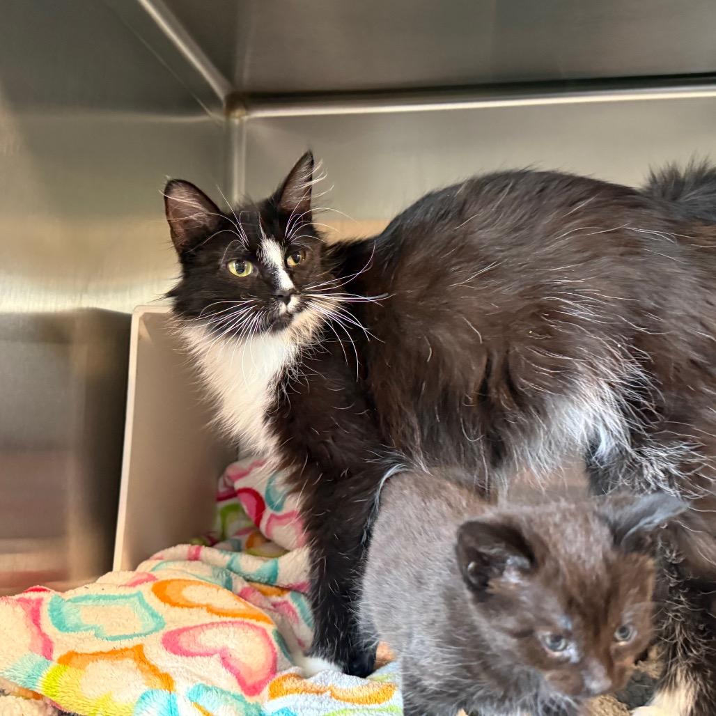 Princess, a Adoptable Domestic Long Hair in Cedaredge, CO image 6/6
