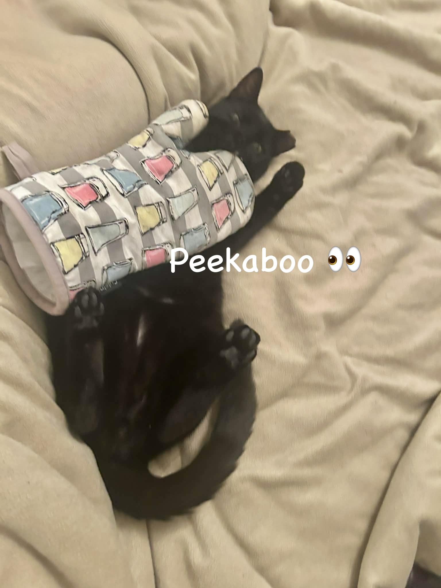 Enlarge Loud, an adopted American Shorthair in Brooklyn, NY image 3/4