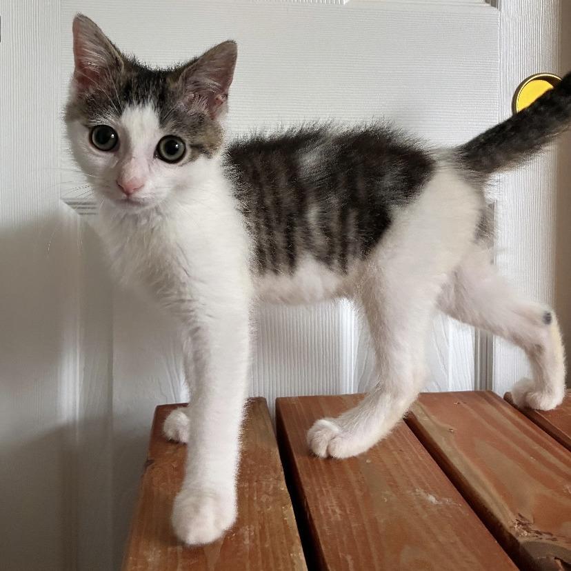 Enlarge Jinx, a Adoptable Domestic Short Hair in Cincinnati, OH image 1/4