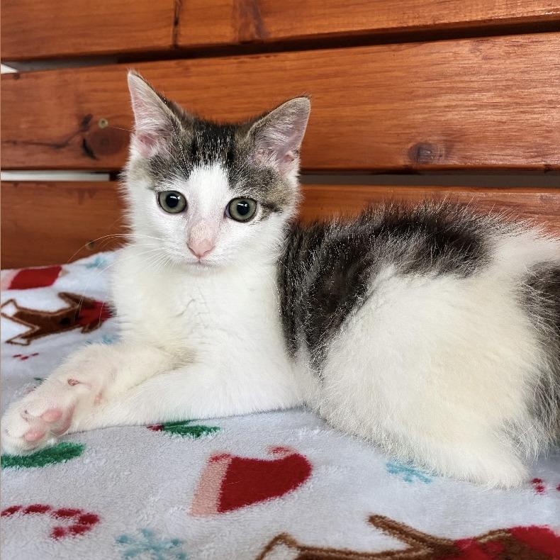 Enlarge Jinx, a Adoptable Domestic Short Hair in Cincinnati, OH image 2/4