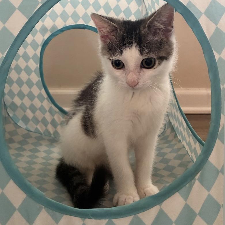 Enlarge Jinx, a Adoptable Domestic Short Hair in Cincinnati, OH image 3/4