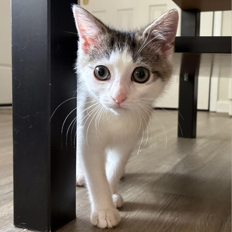 Enlarge Jinx, a Adoptable Domestic Short Hair in Cincinnati, OH image 4/4
