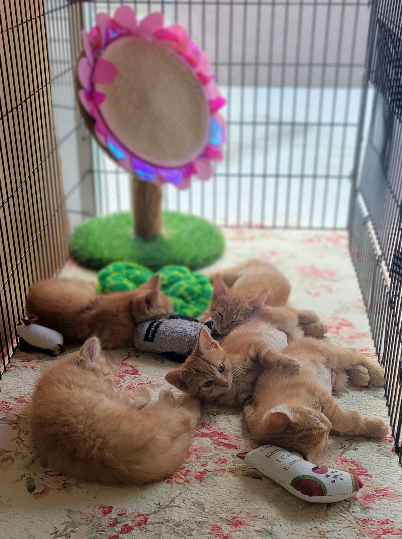 Dinah Shore and Barbara Walters, Adoptable, Young Female Domestic Short Hair.