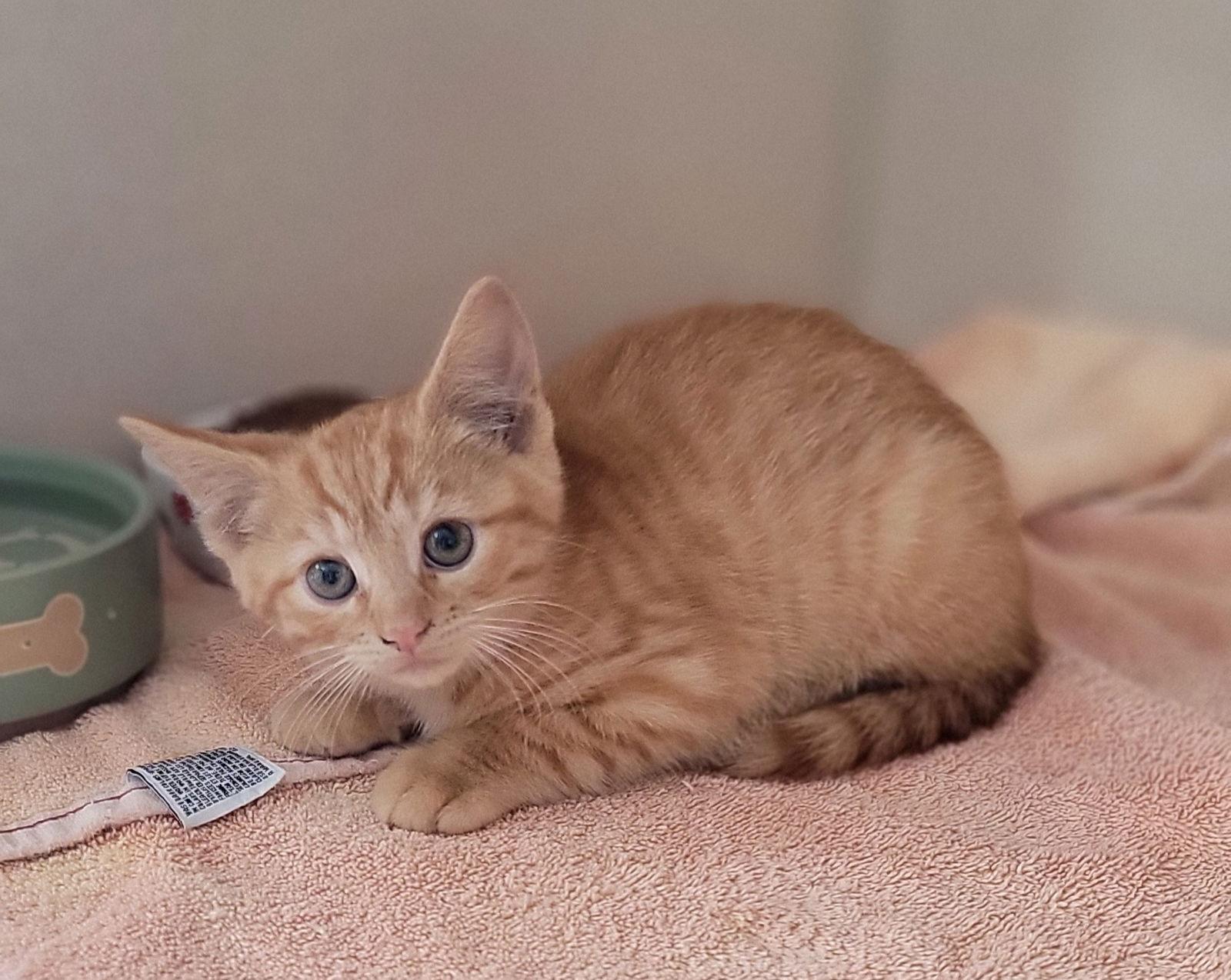 Enlarge Dinah Shore and Barbara Walters, a Adoptable Domestic Short Hair in Hollywood, MD image 2/3