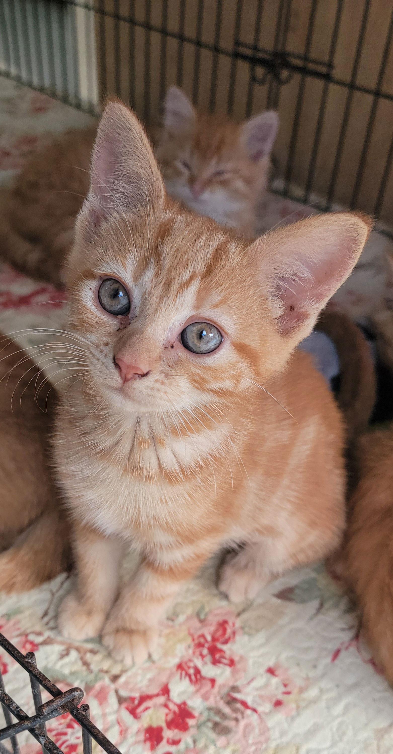 Enlarge Dinah Shore and Barbara Walters, a Adoptable Domestic Short Hair in Hollywood, MD image 3/3