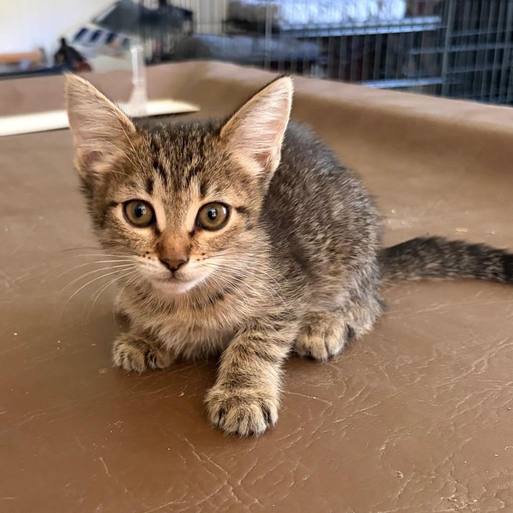 Ally, Adoptable, Kitten Female Domestic Short Hair.