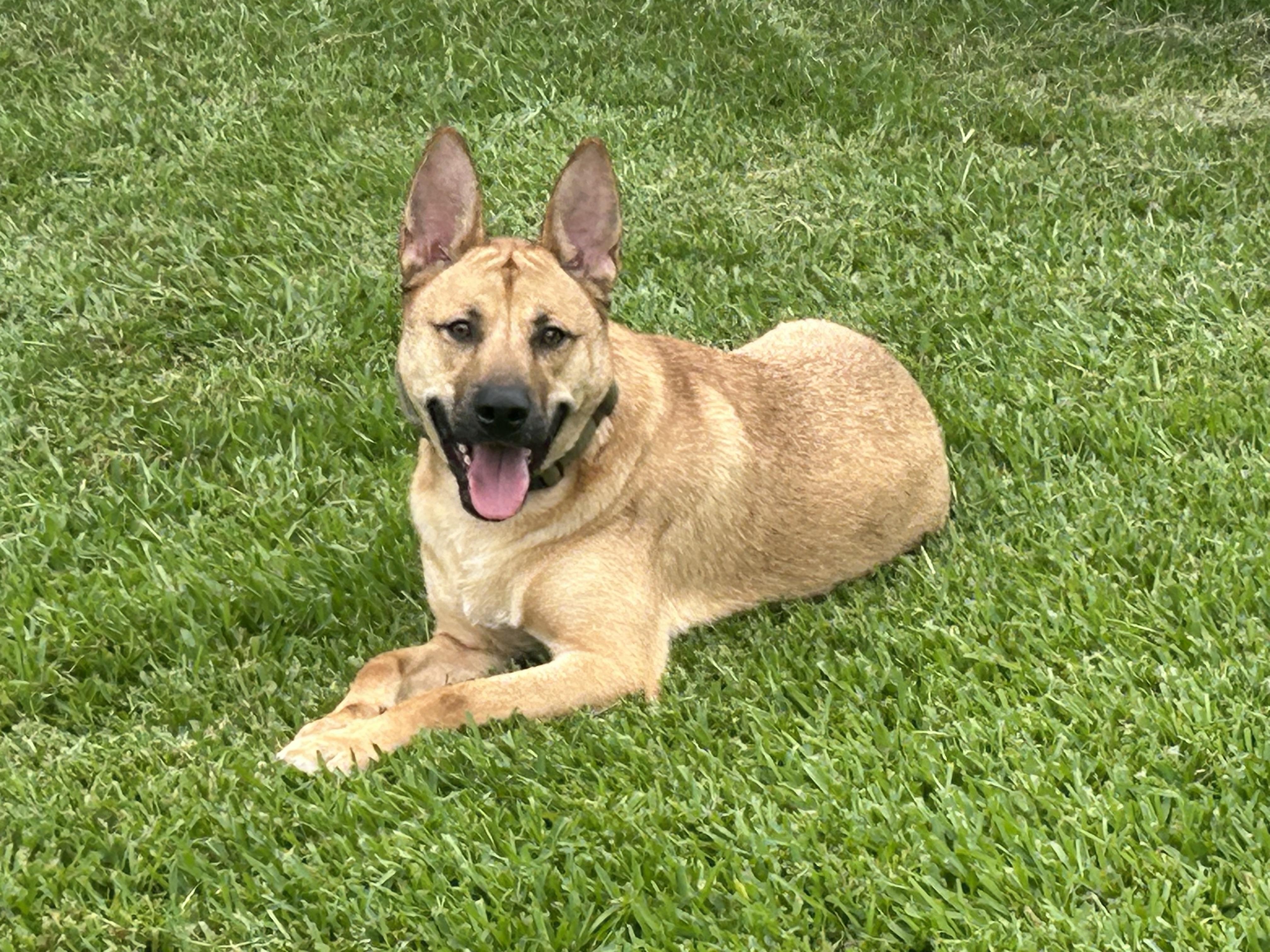 Enlarge Stew, a Adoptable mixed breed in Baton Rouge, LA image 4/5