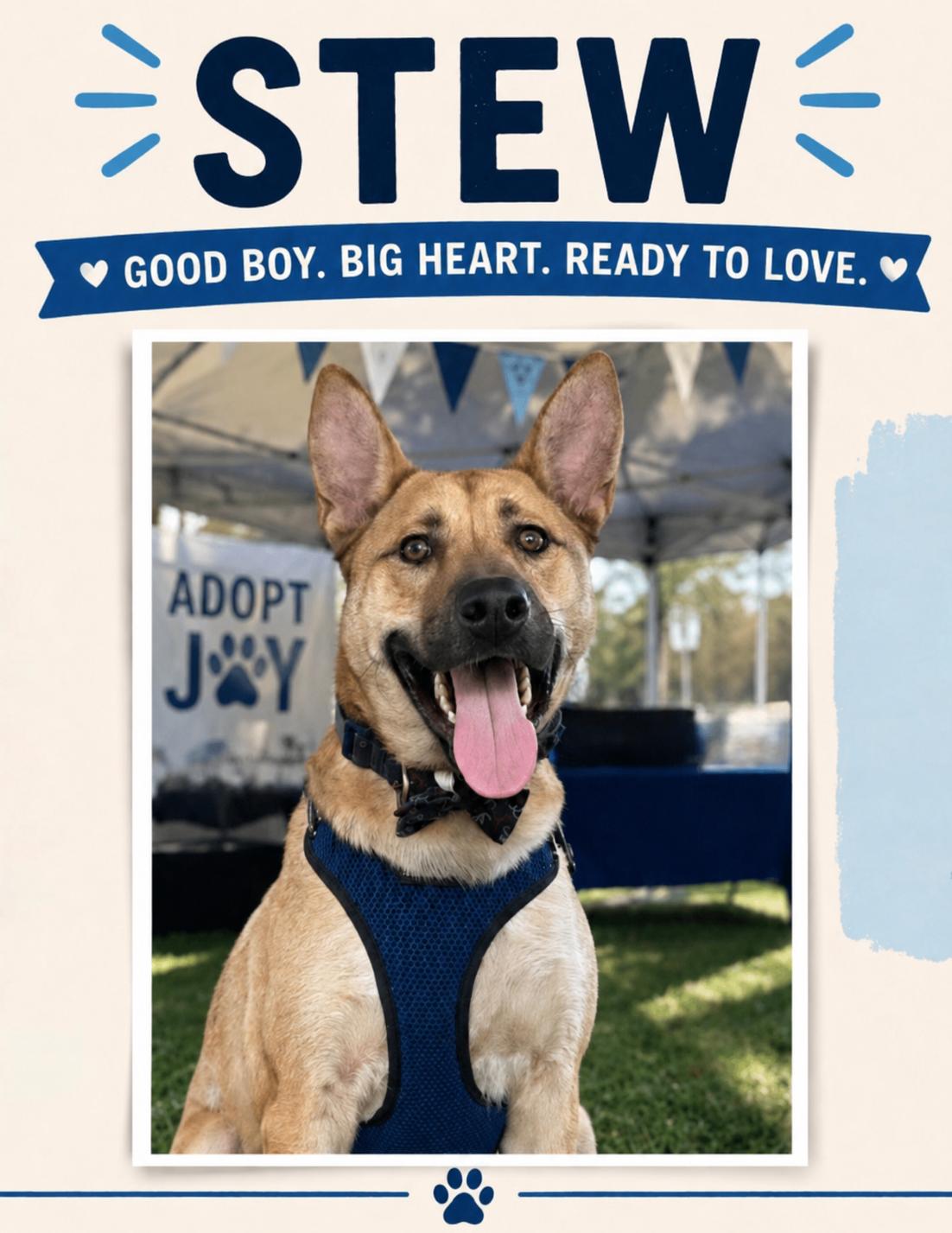 Enlarge Stew, a Adoptable mixed breed in Baton Rouge, LA image 2/5