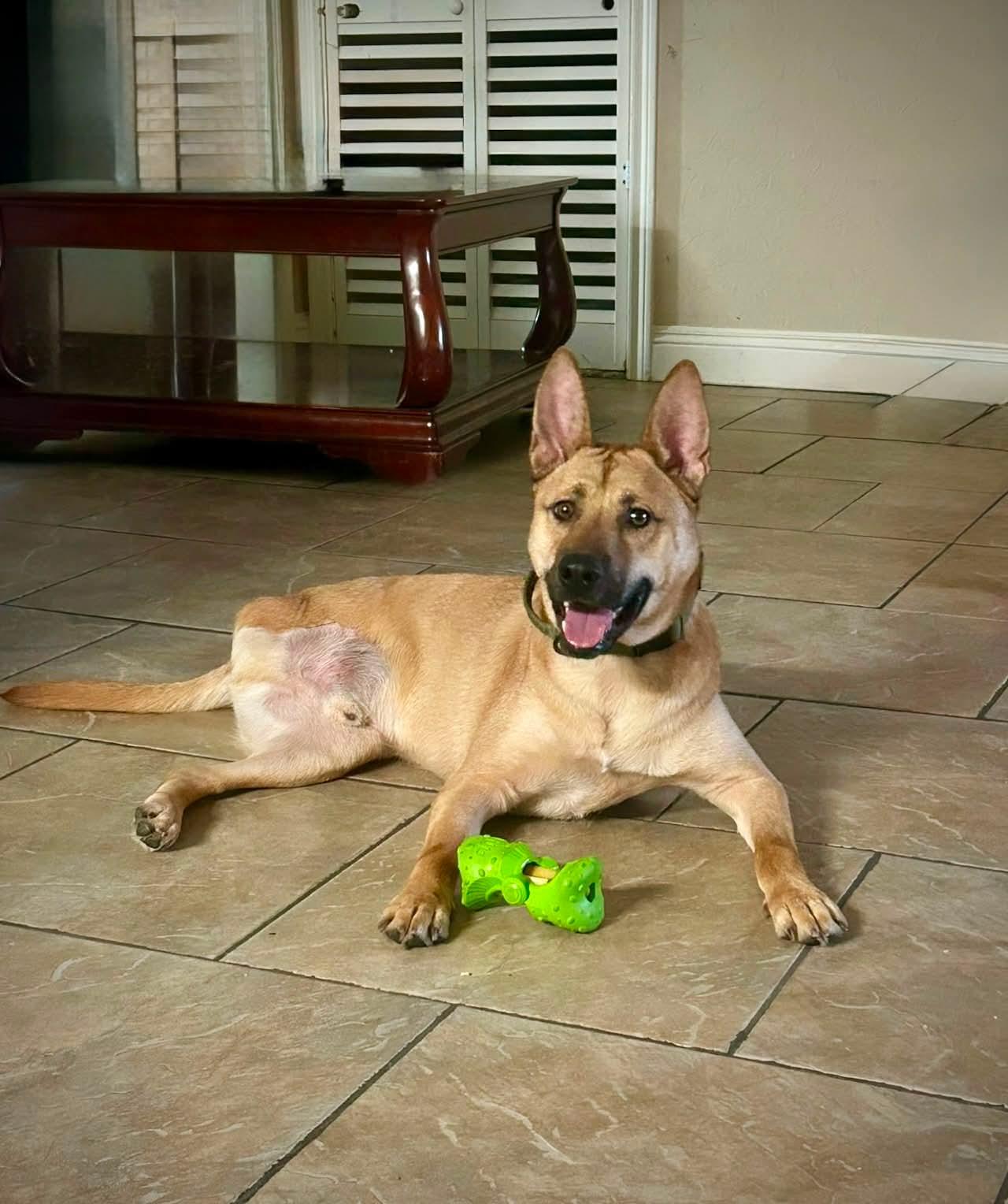 Stew, Adoptable, Adult Male Shepherd.