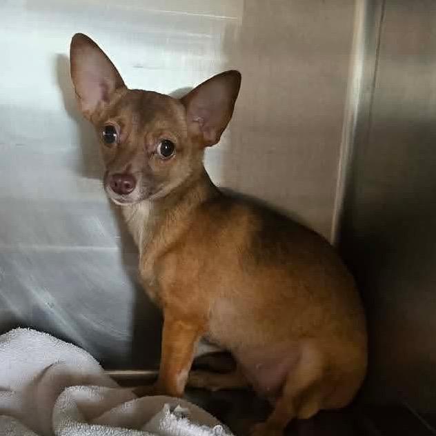 Penny Rez AZ, a Adoptable Chihuahua in Las Vegas, NV image 2/2