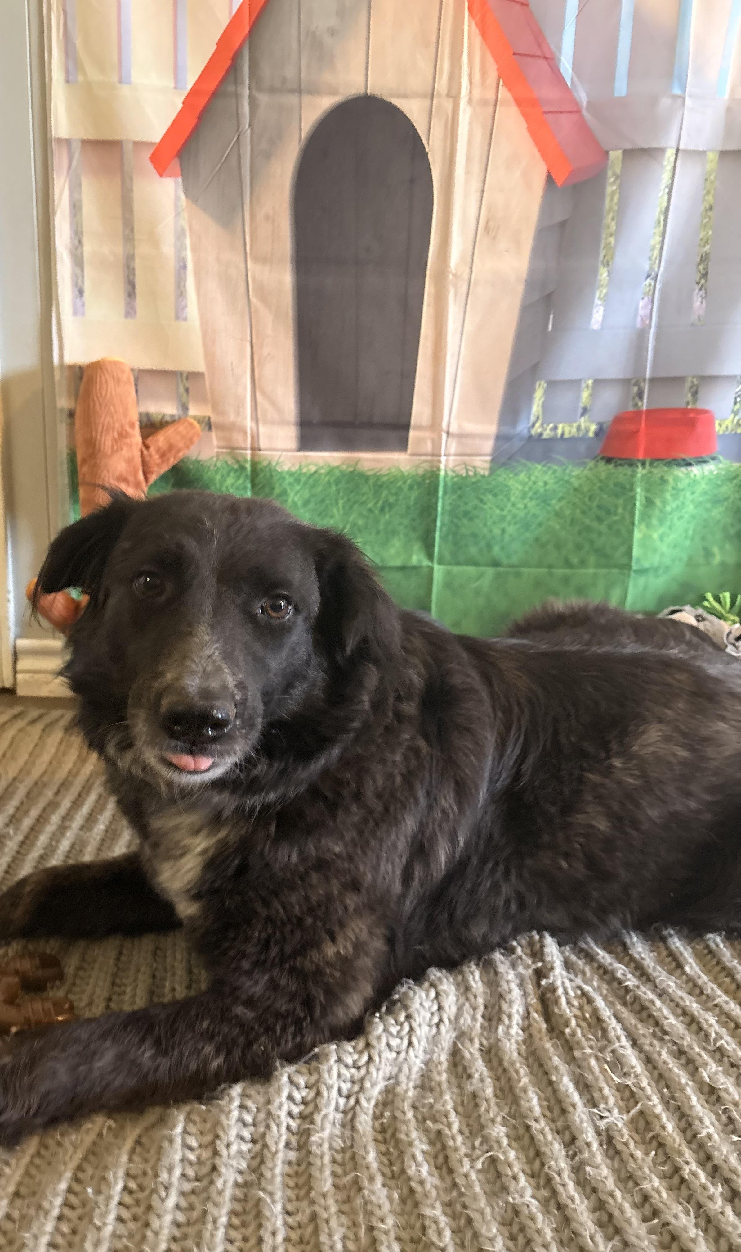 Daisy, a ADOPTABLE mixed breed in Coahoma, TX image 4/5