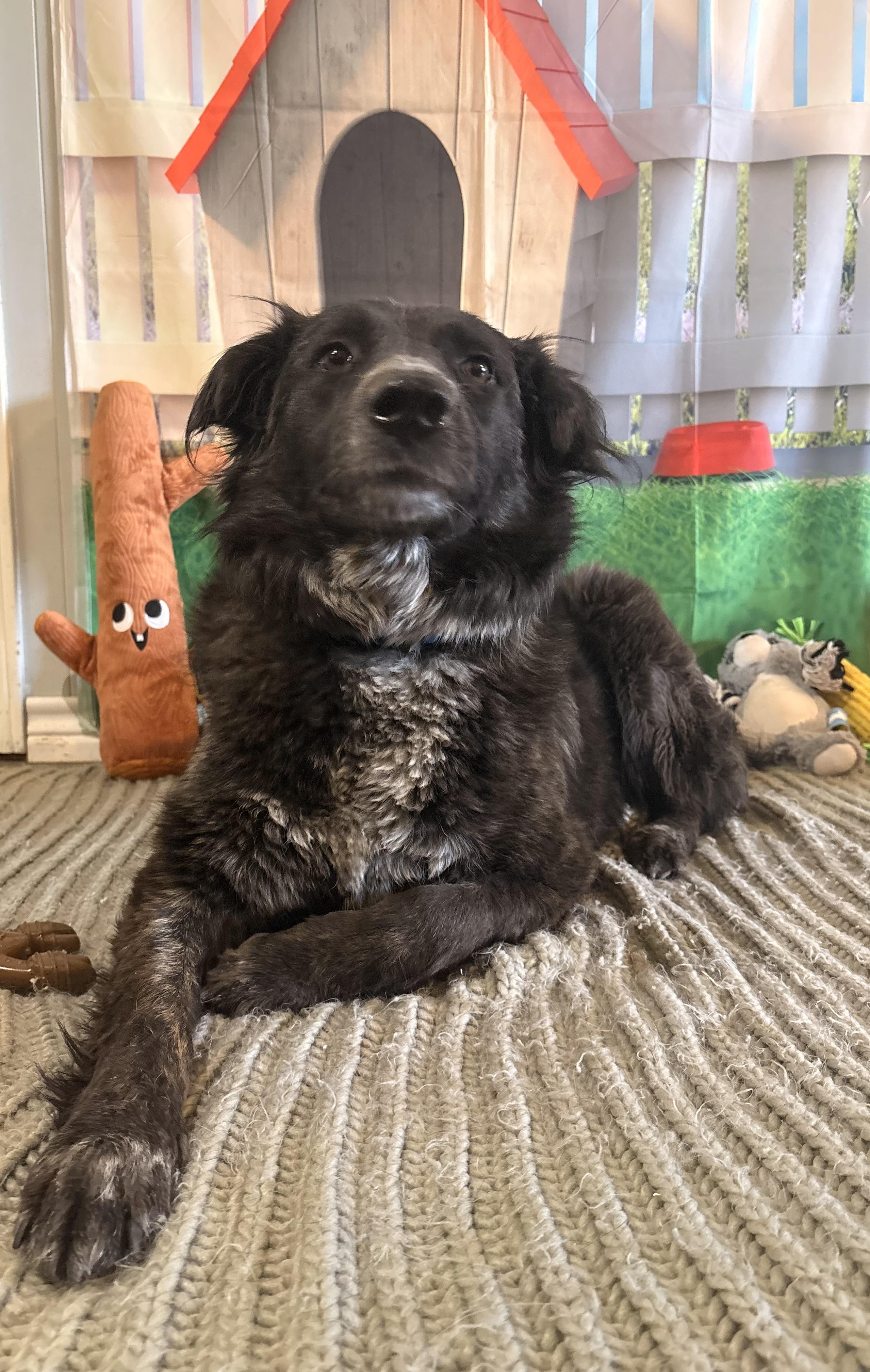 Daisy, ADOPTABLE, Young Female Australian Shepherd.
