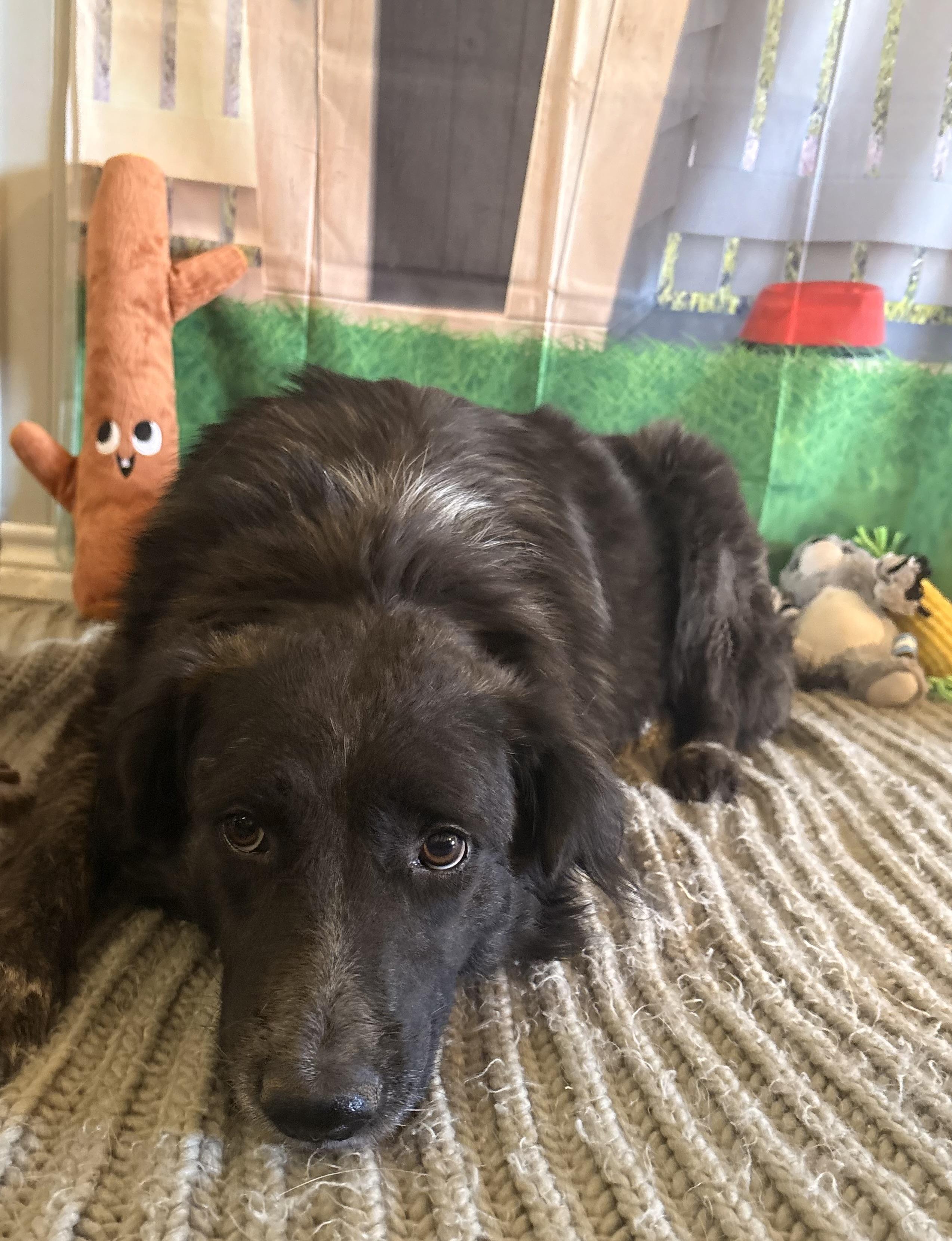 Daisy, a ADOPTABLE mixed breed in Coahoma, TX image 2/5