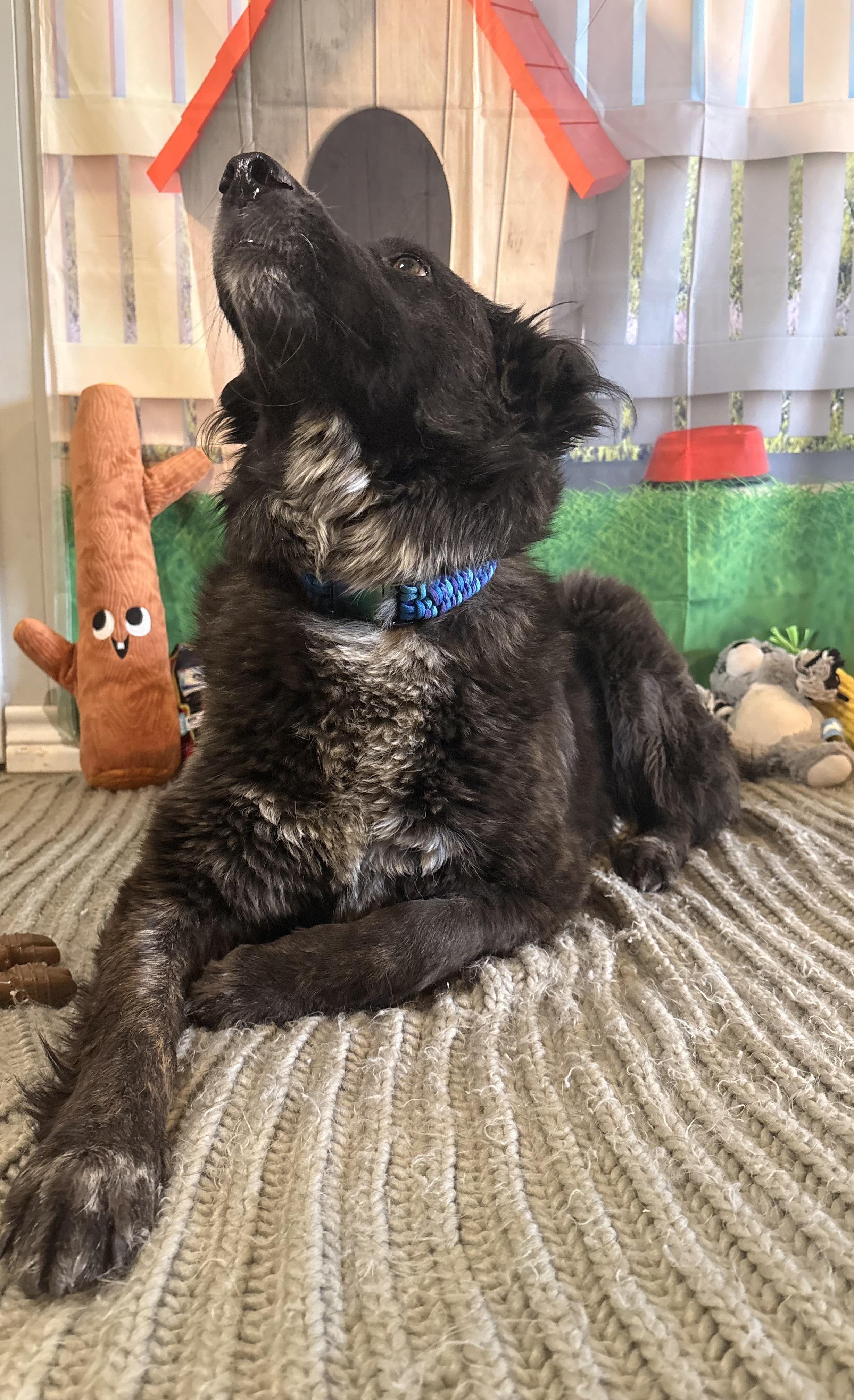Daisy, a ADOPTABLE mixed breed in Coahoma, TX image 3/5
