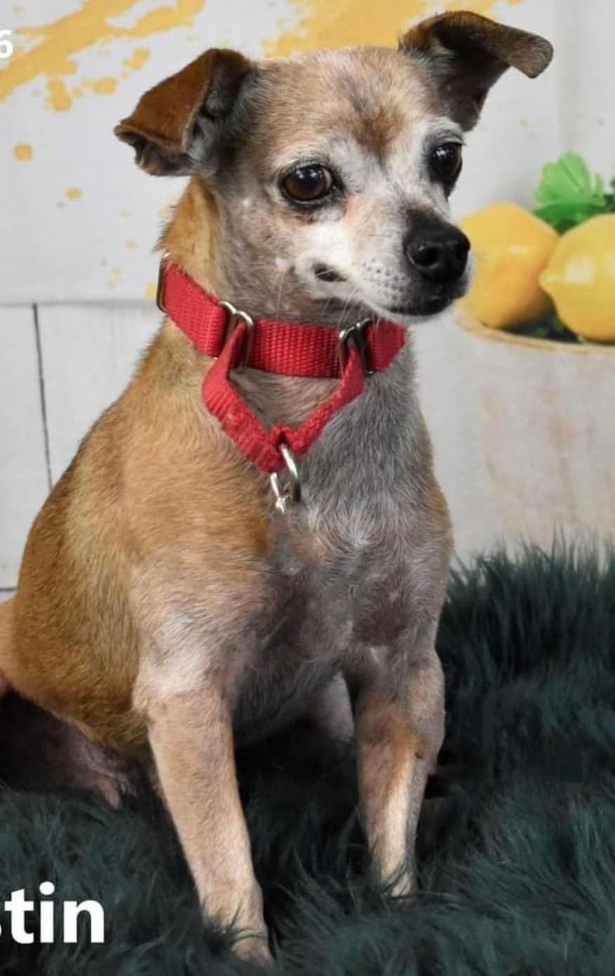 Enlarge Justin, a Adoptable Chihuahua in Phoenix, AZ image 1/6