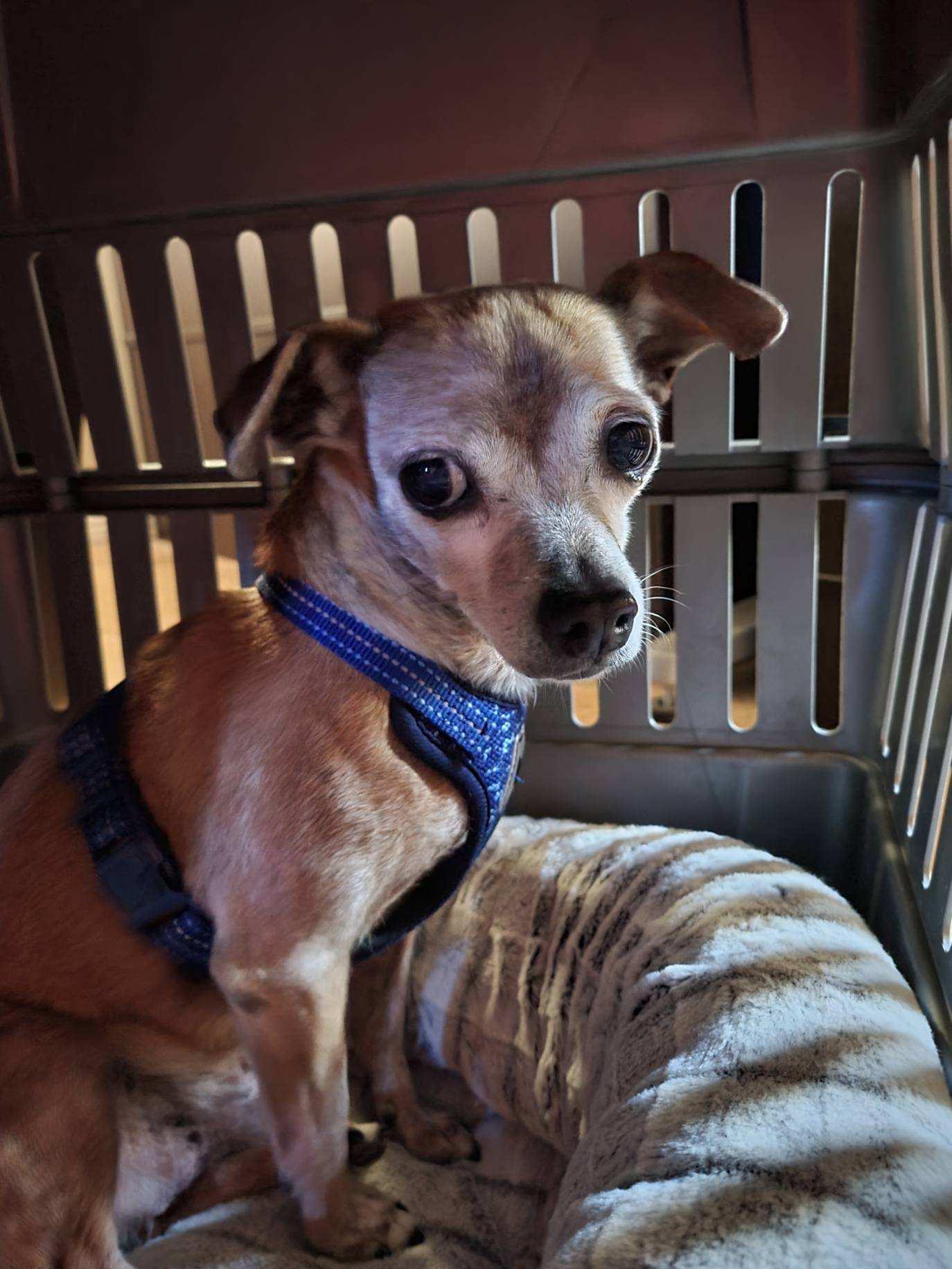 Enlarge Justin, a Adoptable Chihuahua in Phoenix, AZ image 2/6