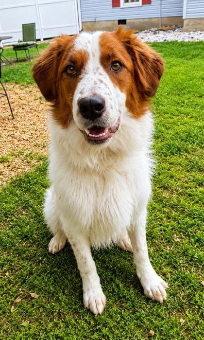 Brittany, ADOPTABLE, Adult Female English Setter.