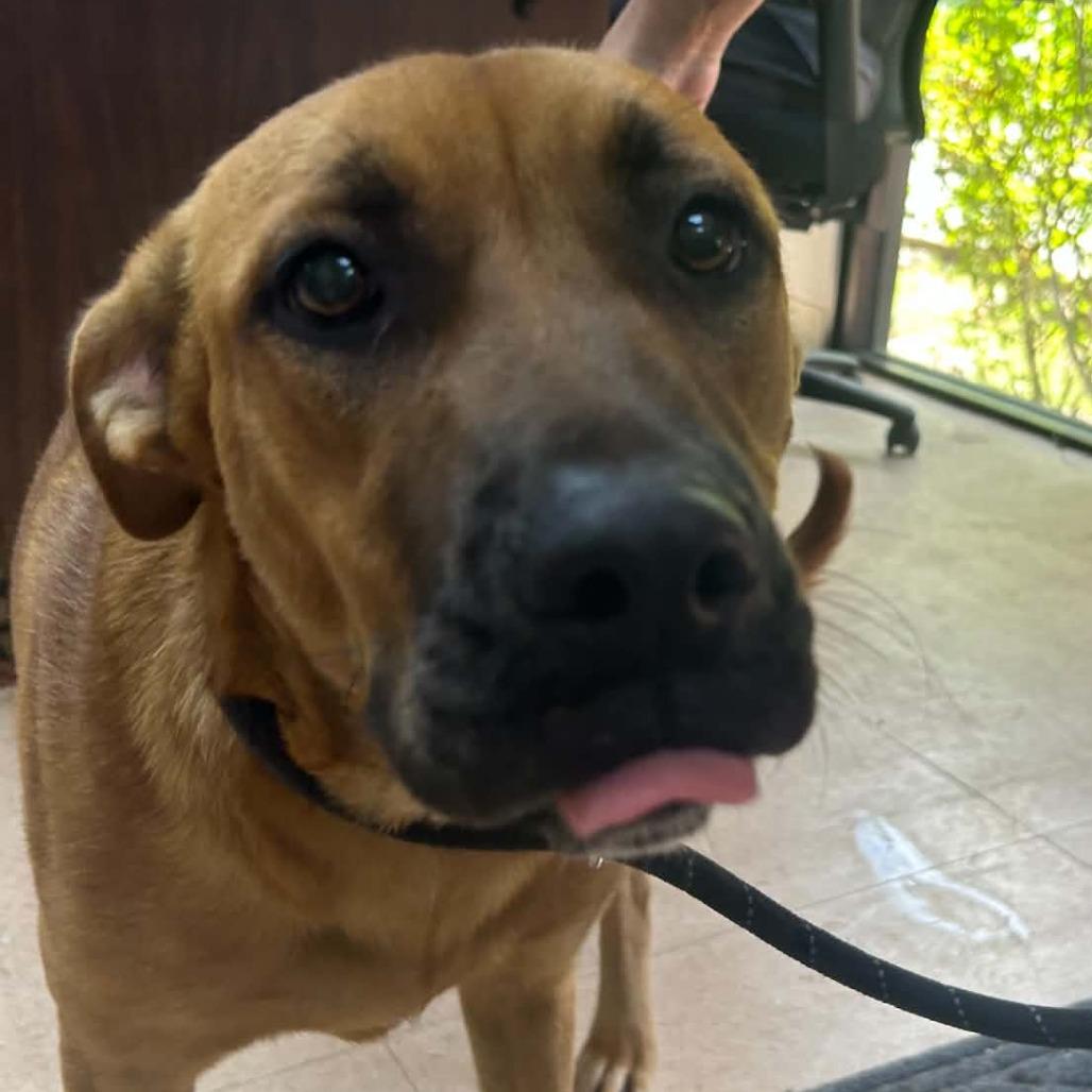 Rose, Adopted, Young Female Mixed Breed & Mixed Breed.