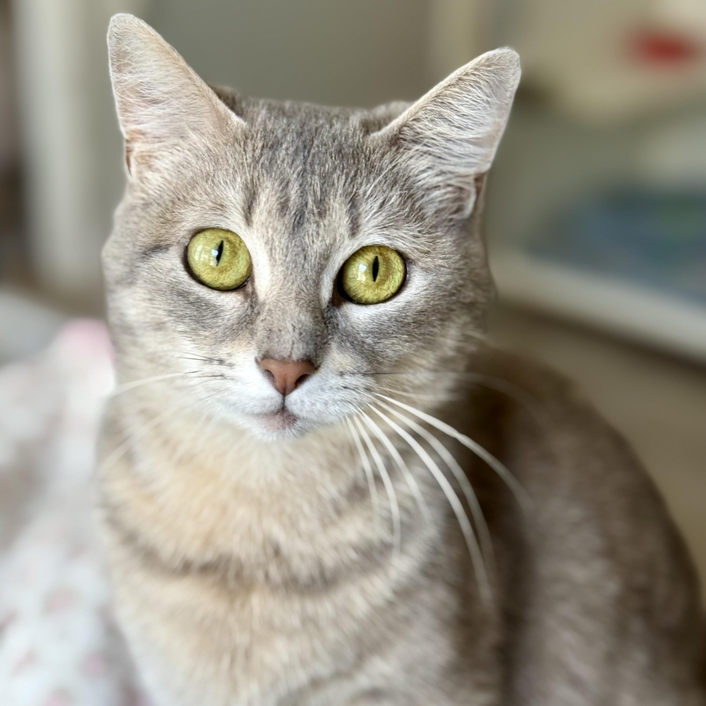 Arya