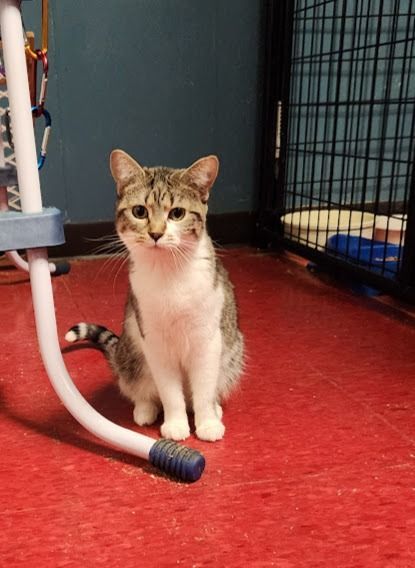 Maple, Adoptable, Young Female Domestic Short Hair.